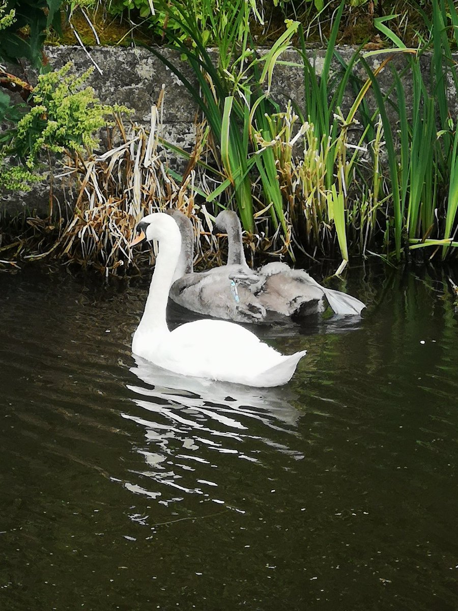 Wn3Ac's tweet photo. Seen a post on local wildlife group about a cygnet tangled in line.
Took me a while to locate them and it didn't look like it was caught in line, then I noticed the lure stuck to its leg. Called rspca, gave details and location but I wasn't sure when they would show up.
.. Cont https://t.co/aRfkuPw1pr