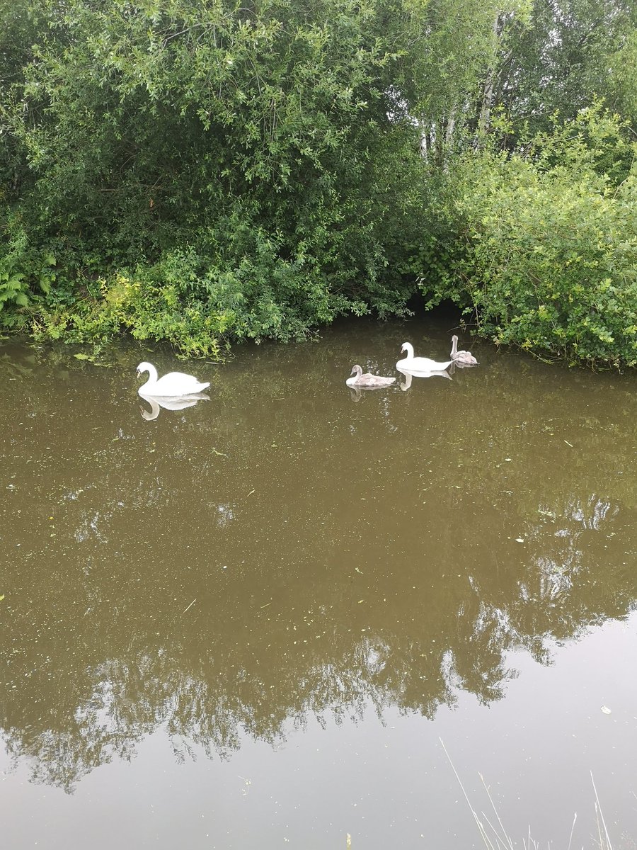 Wn3Ac's tweet photo. Seen a post on local wildlife group about a cygnet tangled in line.
Took me a while to locate them and it didn't look like it was caught in line, then I noticed the lure stuck to its leg. Called rspca, gave details and location but I wasn't sure when they would show up.
.. Cont https://t.co/aRfkuPw1pr
