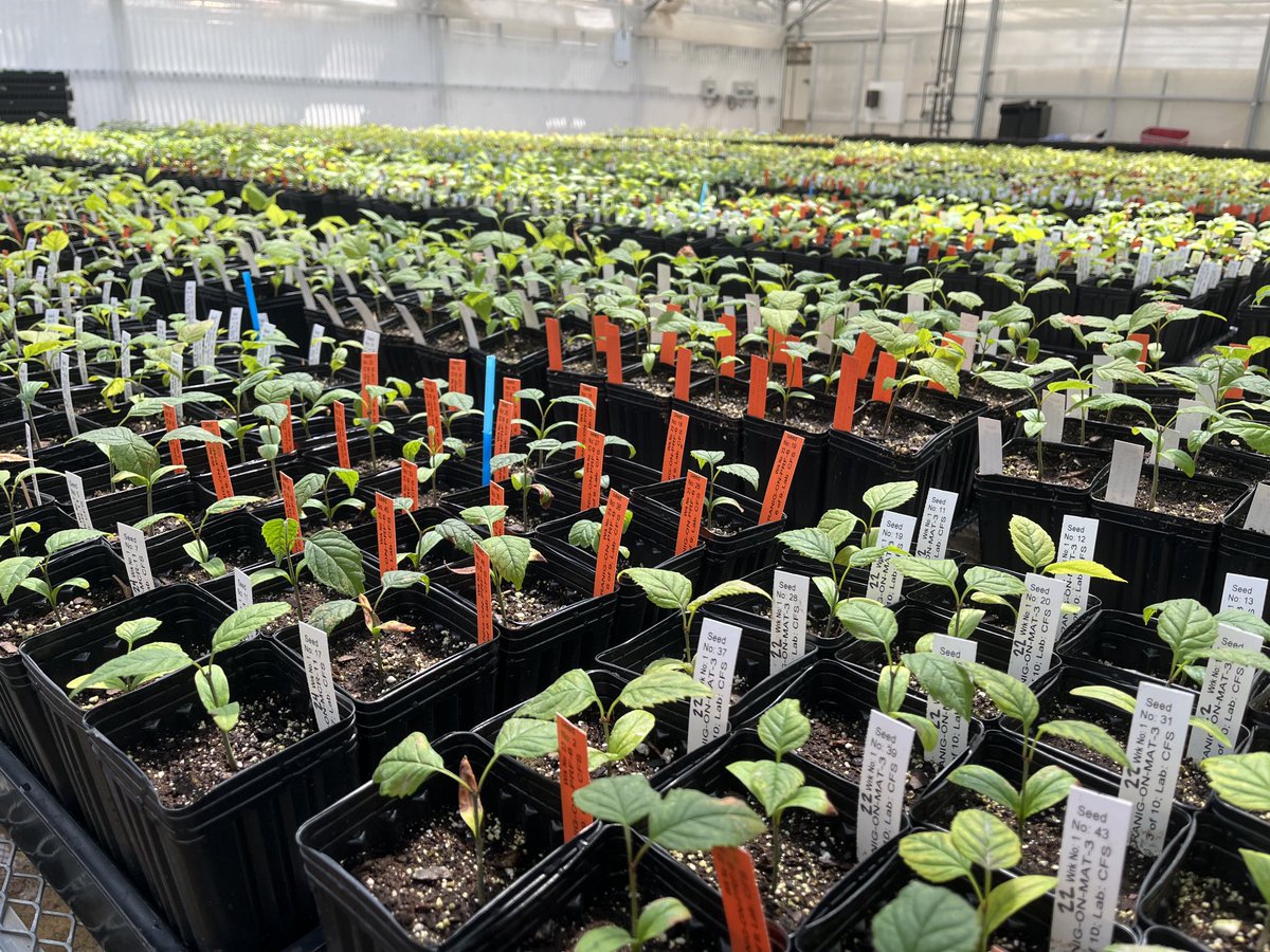 jilla_hamilton's tweet photo. Checking on the black ash forest in the greenhouse today and the incredible diversity in development amazes me!! The seedlings look so great ⁦@krl5512⁩!!! #conservation #genetics Our goal will be to establish these seedlings across multiple environments #provenancetrial https://t.co/T5O3b4pin4