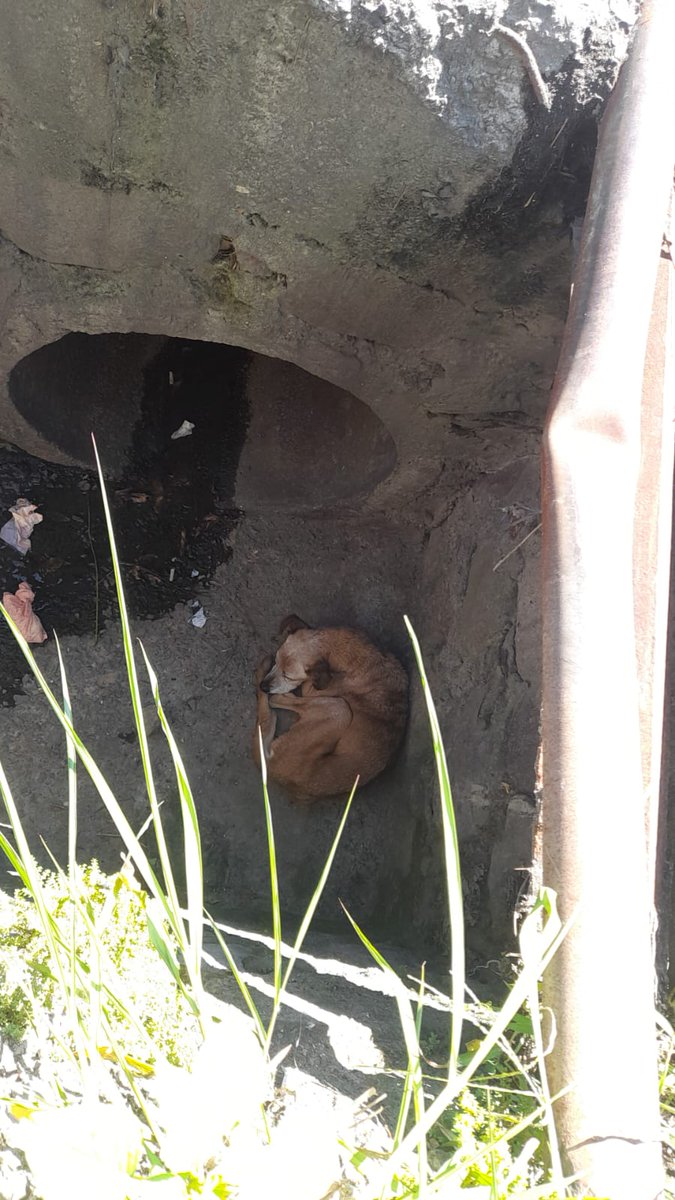 SonoraFM_sv's tweet photo. #HechosRadio | Ciudadanos solicitan ayuda para rescatar a un perro que cayó en una alcantarilla sobre la calle a Mariona, cerca del punto de buses de la ruta 2.

@ibaelsalvador @GABEHASH https://t.co/kXcFScQhKu