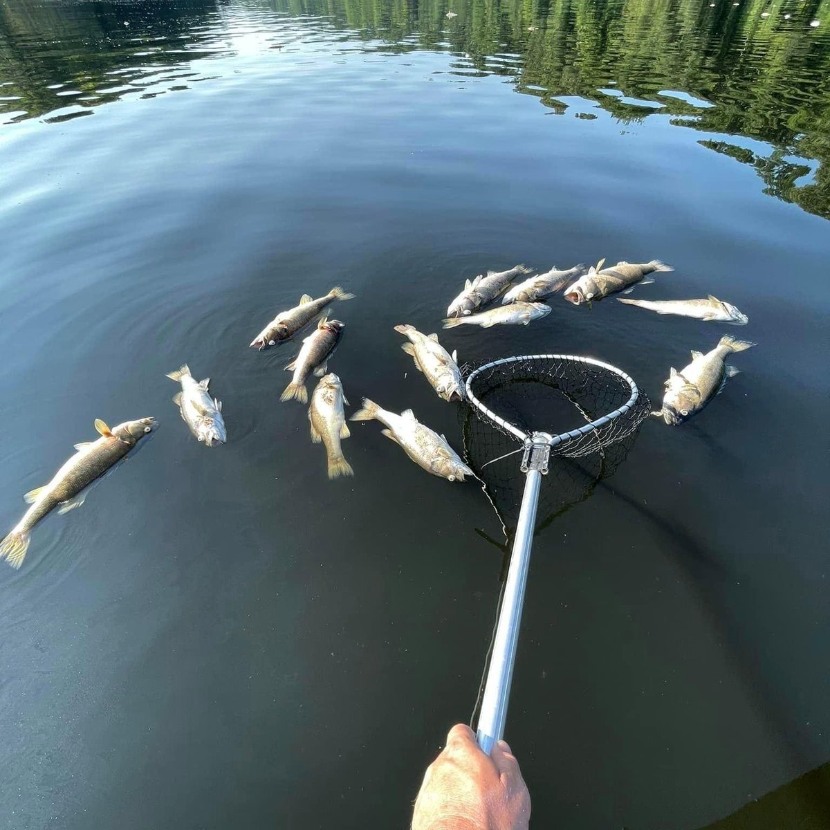 MikeBrasher8's tweet photo. Fish kill reported on Lay Lake - - @CoosaRiverKeeper
Low Oxygen Content Possibly to blame 
#fishing #fishkill #alabamafishing #CoosaRiver https://t.co/7tiuclBXnB