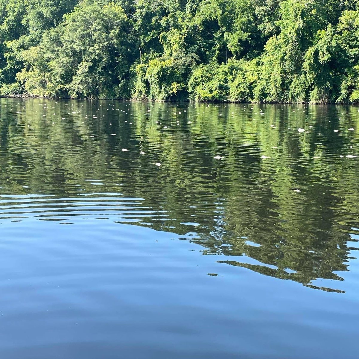 MikeBrasher8's tweet photo. Fish kill reported on Lay Lake - - @CoosaRiverKeeper
Low Oxygen Content Possibly to blame 
#fishing #fishkill #alabamafishing #CoosaRiver https://t.co/7tiuclBXnB