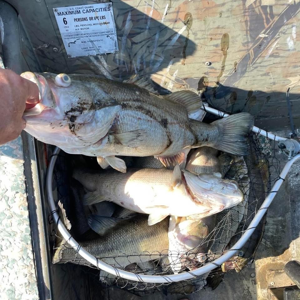 MikeBrasher8's tweet photo. Fish kill reported on Lay Lake - - @CoosaRiverKeeper
Low Oxygen Content Possibly to blame 
#fishing #fishkill #alabamafishing #CoosaRiver https://t.co/7tiuclBXnB