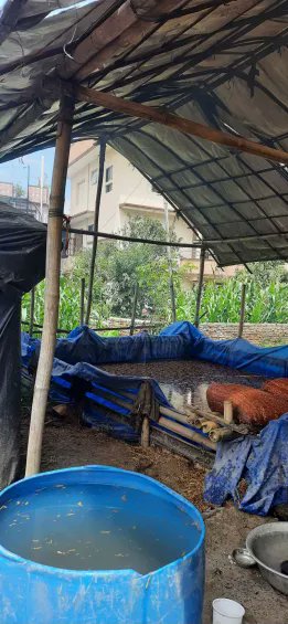oshika__'s tweet photo. #LSPPDAY44
Visited a mushroom farm to study straw processing and mushroom cultivation. Learned how straw is soaked, sterilized, and prepared for growing mushrooms. Also brainstormed some ideas for automating these processes.
#60DaysOfLearning2024
#LearningWithLeapfrog https://t.co/nqLHbYxOkS