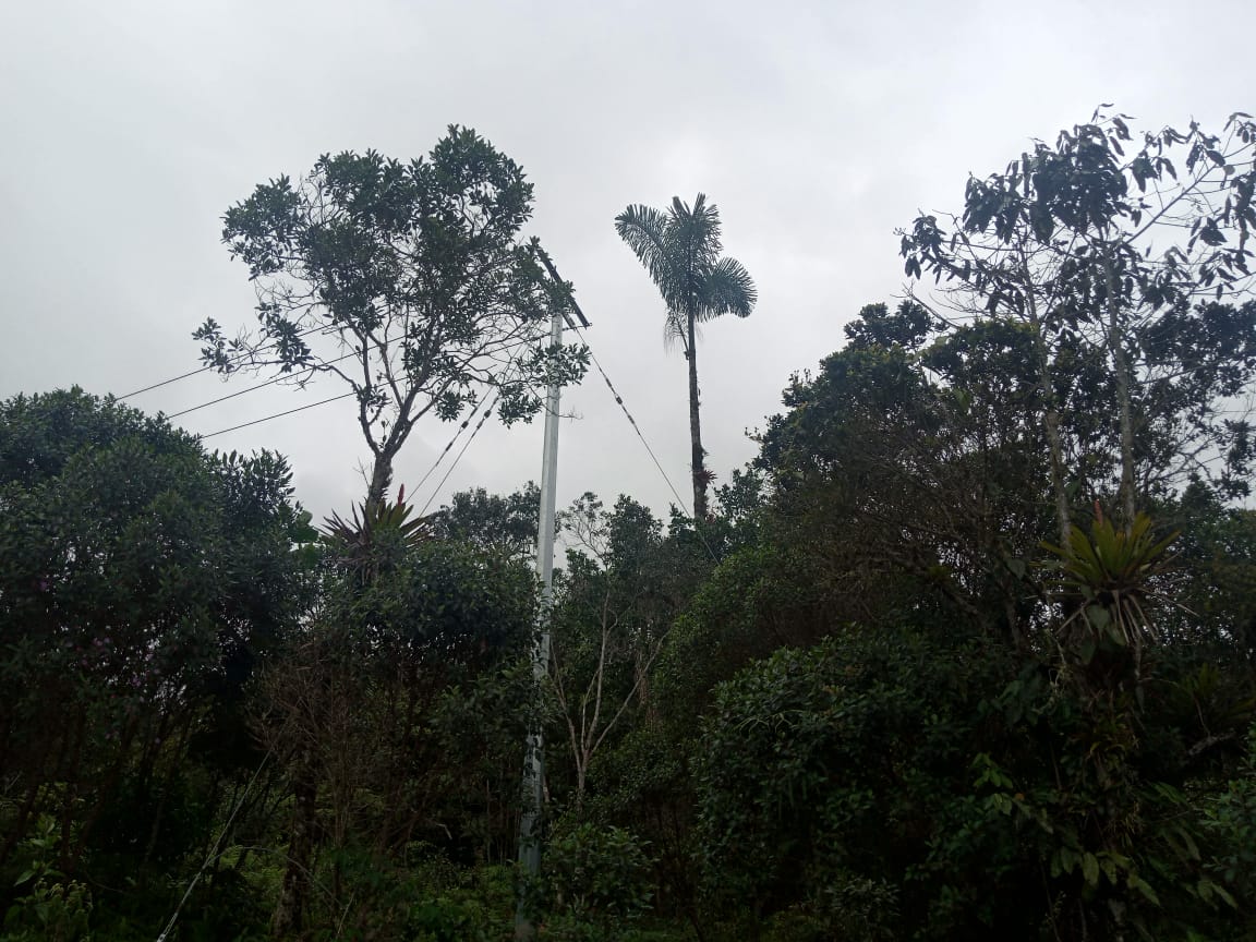 RuraliaUrbana's tweet photo. El Municipio de @SanCayetanoCund: San Cayetano Cundinamarca (foto 2), se encuentra ubicado en la parte central de la Región Andina sobre las estribaciones de la Cordillera Oriental (con alturas sobre el nivel del mar de 3600 m.s.m.n. en la parte alta o Zona de Páramo, 2700 en la nueva Zona Urbana, 2208 en el antiguo casco urbano y 1300 metros en la Zona Baja) localización que corresponde a jurisdicción de la Autoridad Ambiental @CAR_Cundi: #DirecciónRegionalRíoNegro. @AmbienteCund @CundinamarcaGob.

En tal Municipio existe un Ecosistema Natural de importancia Estratégica identificado con No. Predial 25653000100140006000000000, Señor Director General CAR Cundinamarca @Alfred_Balle, que
comprende una extensión de 57,6 hectáreas en la Vereda Monte Luz de este Territorio donde se ha proyectado la  #ReservaSantuarioMonteluz:
Enlaces: *https://t.co/VyEE4OMIip
*https://t.co/zHRvohTUMk
(Video 1).

Aunque se presentara solicitud de registro como Reserva Natural de la Sociedad Civil ante la Subdirección de Gestión y Manejo de Áreas Protegidas de @ParquesColombia, aún la misma no se ha autorizado y permitido destinar oficialmente para la Conservación y Protección de un Bosque Nativo Biodiverso, localizado en los costados norte y sur de dicho predio, el cual está con un rango altitudinal entre 1950 y 2050 m.s.n.m, y cuenta con el área en hectáreas ya anotada.

Su preservación es de vital importancia para el aprovisionamiento del Recurso Hídrico, así como en la protección del Hábitat de diversas comunidades de Fauna y Flora.

Al analizar las características principales de este entorno ambiental, sobresalen especies propias del Ecosistema - Bosque Alto Andino, tales como: Roble (Quercus humboltii Bonpl), Encenillo (Weinmania tomentosa) y Siete Cueros (Tibouchina lepidota),
como de la Palma de Cera (Ceroxylon quindiuense).

Respecto a la Fauna predominante se identifican las especies: Soche Colorado o Venado (Mazama Rufina), Ovejas (Ovis orientalis), Colibríes (Trochilidae), Loros (Psittacoidea), Azulejos (Thraupis episcopus) y  Aguiluchos (Geranoaetus polyosoma), así como insectos e invertebrados variados.
 
La relevancia ecológica de estas especies se fundamenta principalmente en la regulación del ciclo del agua, porque ayudan a evitar inundaciones, protegen los suelos, controlan la erosión, ecomon derrumbes, deslizamientos, y anfibios como reducen los efectos del cambio climático, sirviendo como territorio de vida para varias especies que lo habitan como aves, mamíferos, reptiles y anfibios. 

En relación al aire, juegan un papel importante dado que actúan como agente de equilibrio entre el oxígeno, el dióxido de carbono y la humedad.

Dentro de los individuos arbóreos señalados, es importante resaltar el Roble (Quercus humboltii) especie declarada como amenazada y en vía de extición, protegido en todo el territorio nacional mediante #Resolución316de1974, donde se establece su Veda. De igual manera, sobresale la Palma de Cera (Ceroxylon quindiuense), declarada como Árbol Nacional mediente #Ley61de1985 (foto 3). @inst_humboldt @MinAmbienteCo
@susanamuhamad, @GustavoCarrionB. @petrogustavo.

De esta manera el Roble (Quercus humboltii), y la Palma de Cera (Ceroxylon quindiuense), se convierten en valores objeto de Conservación, por lo tanto, su protección y preservación son parte de los muchos objetivos primordiales de la #ReservaSantuarioMonteluz.

Continuará 🧵🔎👁‍🗨🏞️👇🏻
#Investigación:
(Trazablemente se reportarán los abusos tanto ambientales como a la propiedad privada que ENEL ha perpetrado en este Biodiverso lugar que debe ser protegido)...