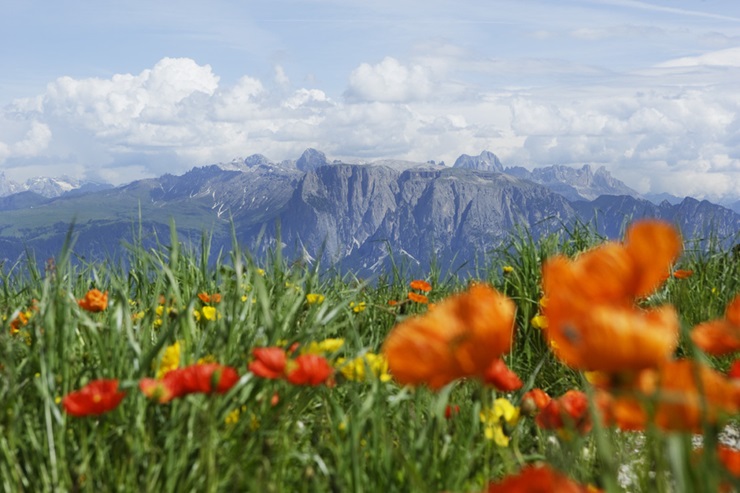 Agendaviaggi's tweet photo. Il Renon, la Sommerfrisch e “il piacere inesauribile del dolce far niente”
https://t.co/nMJE6zJcrX
#dolomites #mountainlover #fabulousday, #rittnerhorn #ritten, #southtyrol
PH. Frieder Blickle https://t.co/VhOjB4AXMO