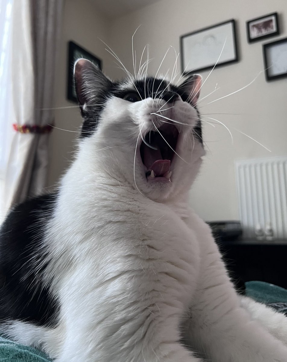 oselbam's tweet photo. @Number10cat Larry, let’s roar for England!!!
🦁🦁🦁🏴󠁧󠁢󠁥󠁮󠁧󠁿🏴󠁧󠁢󠁥󠁮󠁧󠁿🏴󠁧󠁢󠁥󠁮󠁧󠁿 https://t.co/BaDHSWFV7p