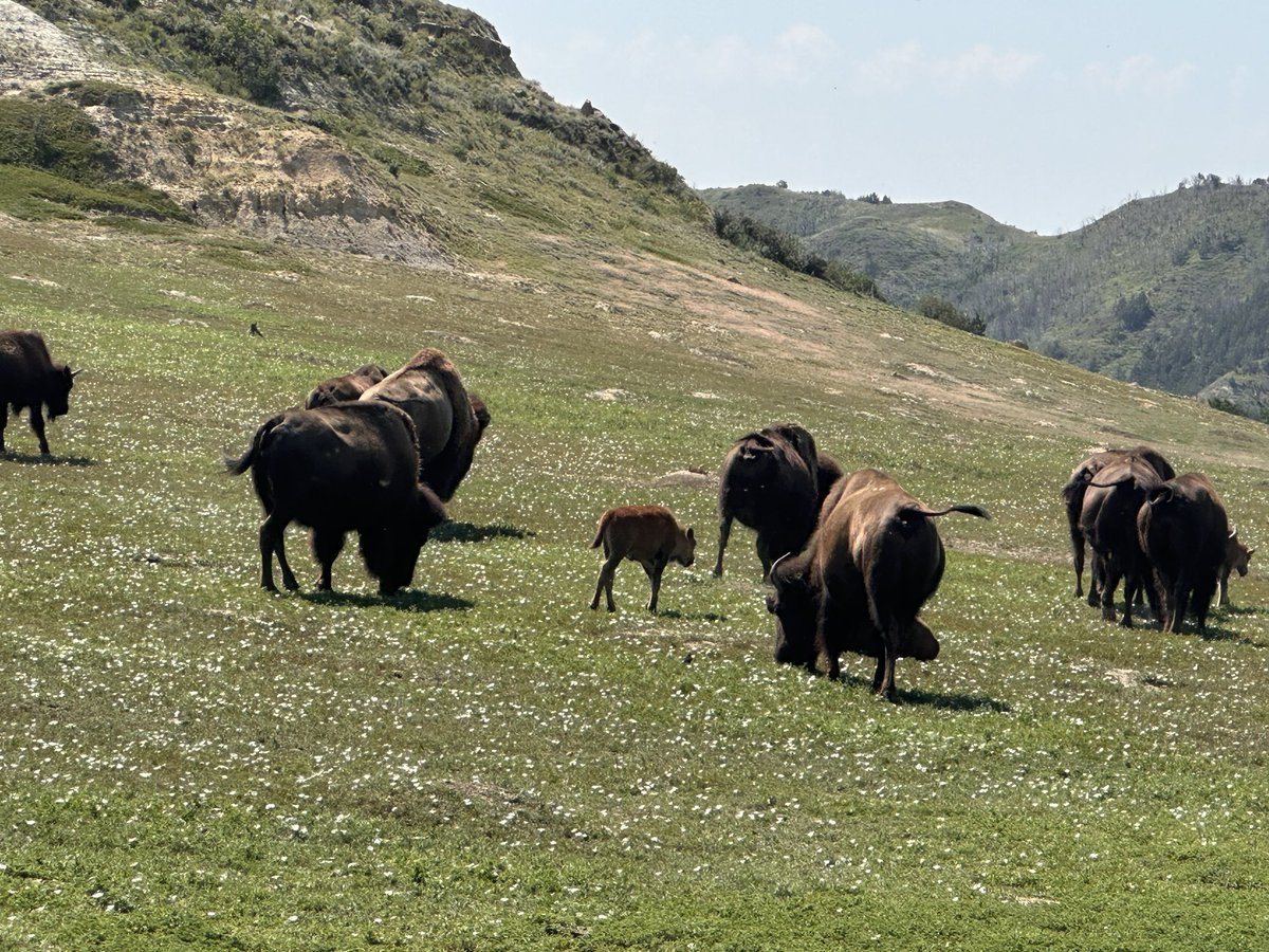 DrLisaRamirez's tweet photo. Incredible family vacation exploring some of the @NatlParkService Rocky Mountain Region parks. @BadlandsNPS @YellowstoneNPS and @TRooseveltNPS checked off the list!  Core memories made in our great land ⛰️ ❤️ https://t.co/Ei7Qi5PhVI