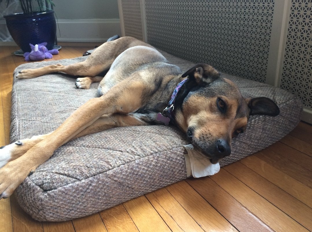 Happy Dog tweet media