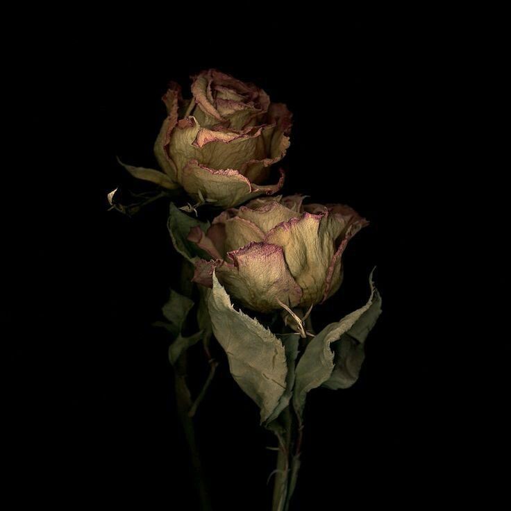 lunrbitten's tweet photo. “ the  night  of  the  bite , is  a  night  not  to  be  forgotten . ” https://t.co/i3qc6gBv7m