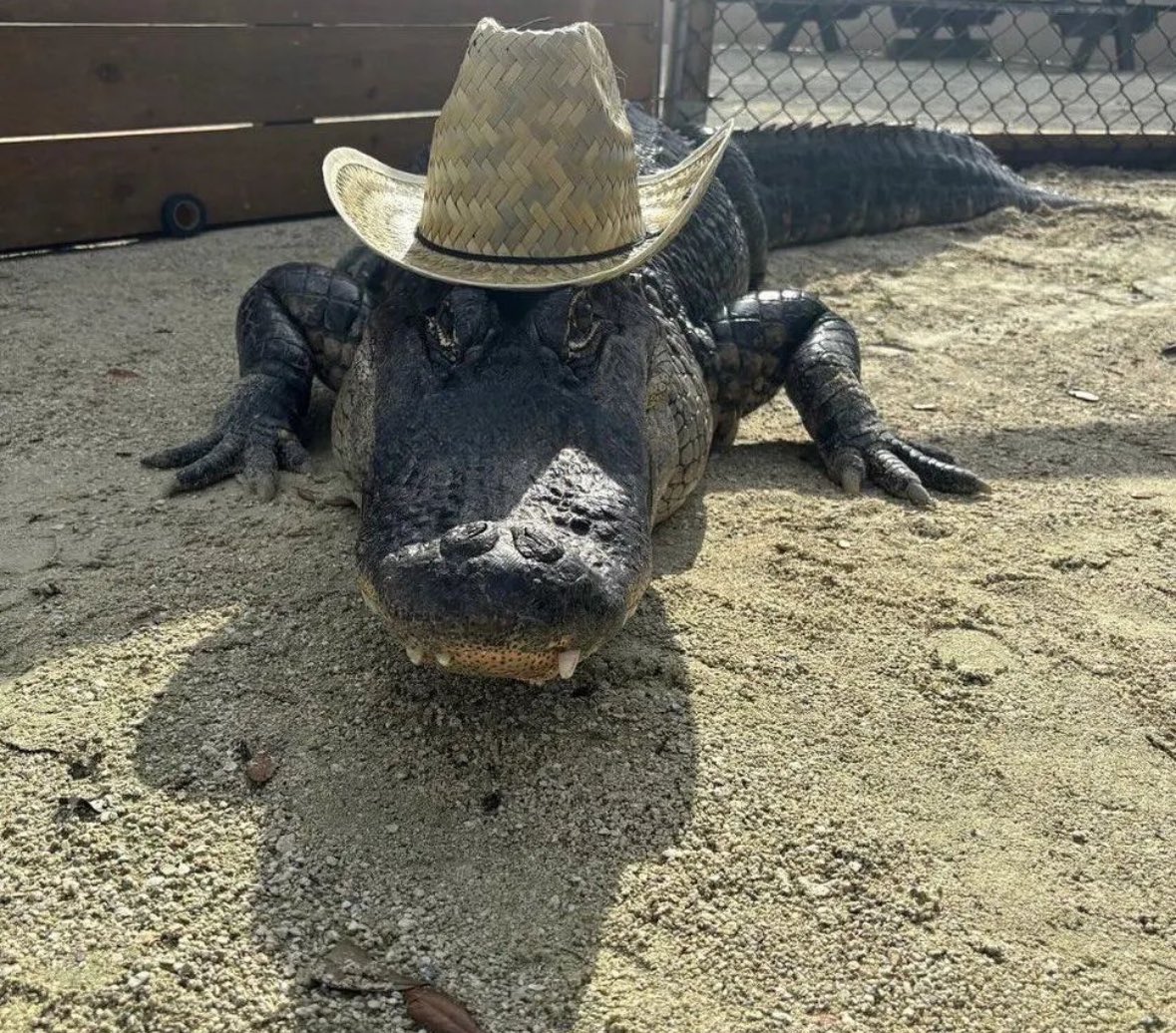 Yee haw