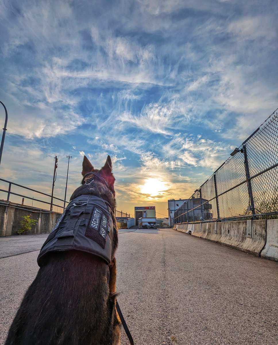 securiguard's tweet image. Rise and Shine! 🌅 While we bask in the beauty of the sunrise, our vigilant K9 companions work tirelessly to keep our communities safe. Together, they ensure the utmost safety, making them a force to be reckoned with! 

#K9Unit #DogHandlers #Securitydog #BeautifulBC #security