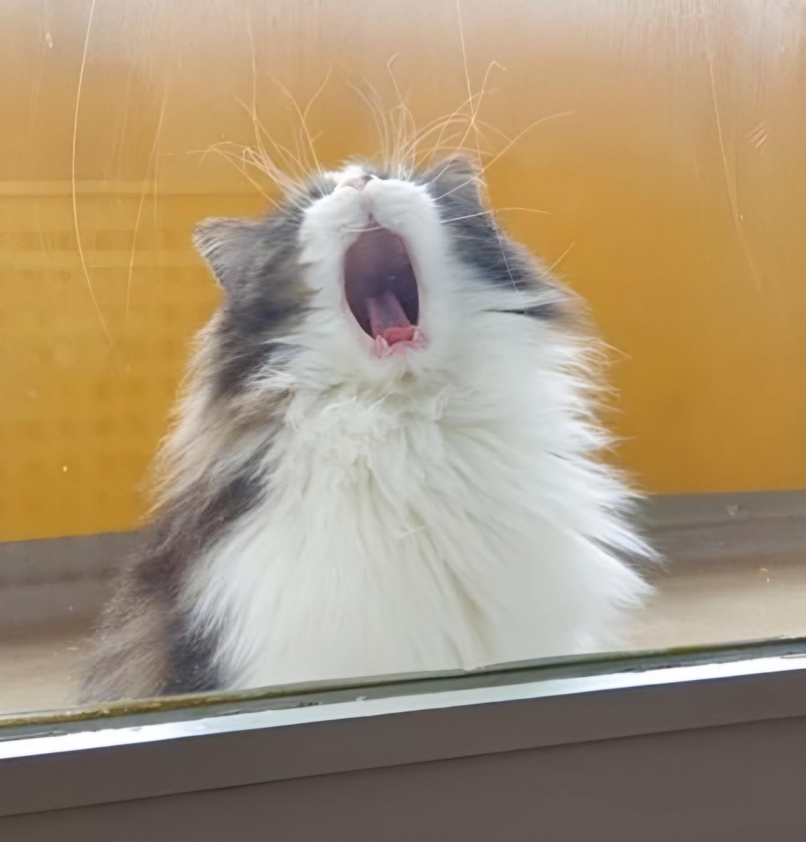 luke_paws's tweet photo. @RolfatWarwick I’m Luke and I live in Berlin, so they’re bound to hear me ROAAAAR from my balcony! Come on England! 
#CatsRoarForEngland #cats #EURO2024 https://t.co/rLn3lvZB8c