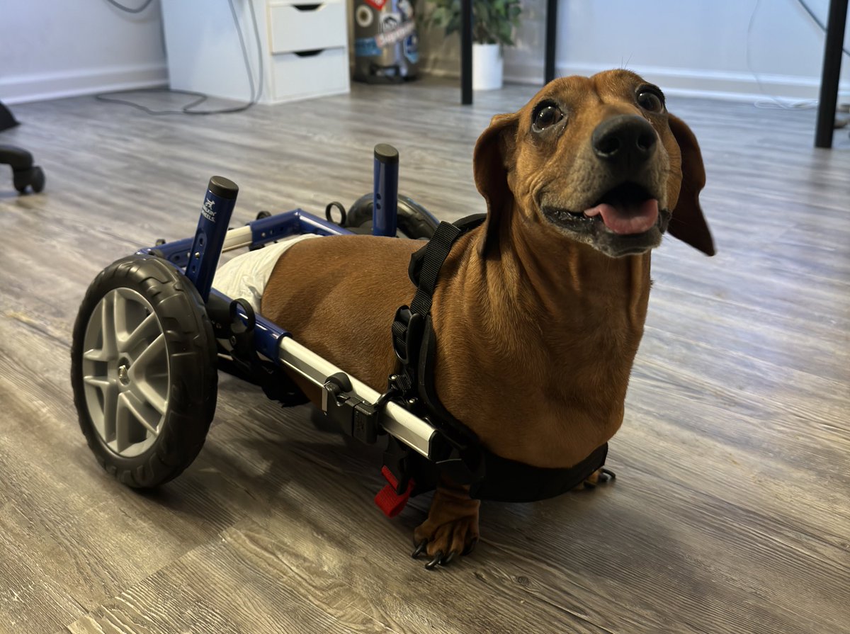 MiloOnSolona's tweet photo. Guess who just got some new wheels! 
Milo is so happy to be able to move around without dragging himself. Truly life changing for him, and all thanks to the support of our community members. 

Come check him out in the VC! 
https://t.co/HhMAe90NF8 https://t.co/kpKKaULV60