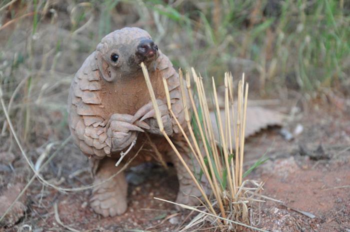 Baby pangolins remain silent until adolescence for fear of being jinxed. #animalfacts #nature #pangolin #jinx