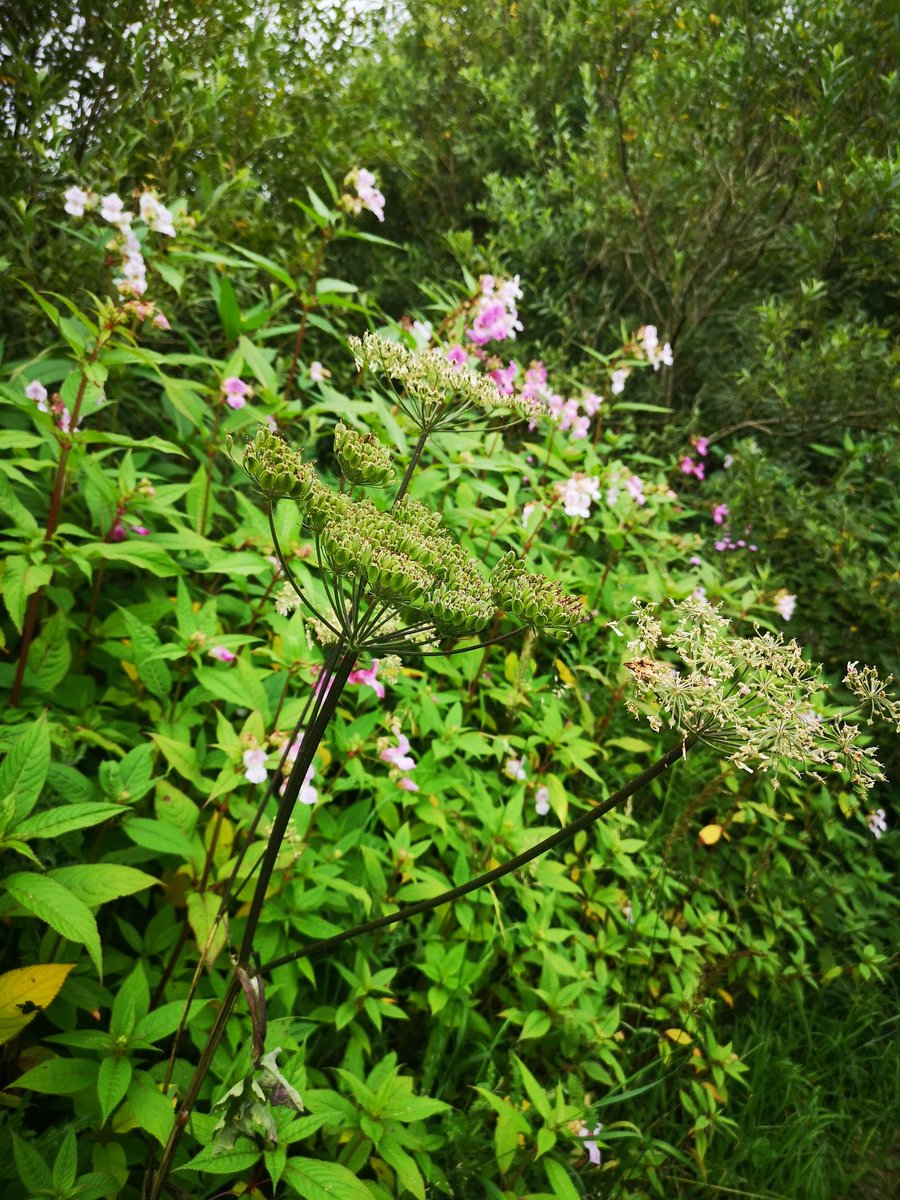 Wn3Ac's tweet photo. Leigh branch of Leeds Liverpool canal has just about every invasive species @CRTNorthWest
Between poolstock locks and moss Bridge.
I posted about the Balsam last year in the same place and now it's worse.... And it's still not getting mowed. https://t.co/FDanC7f72c
