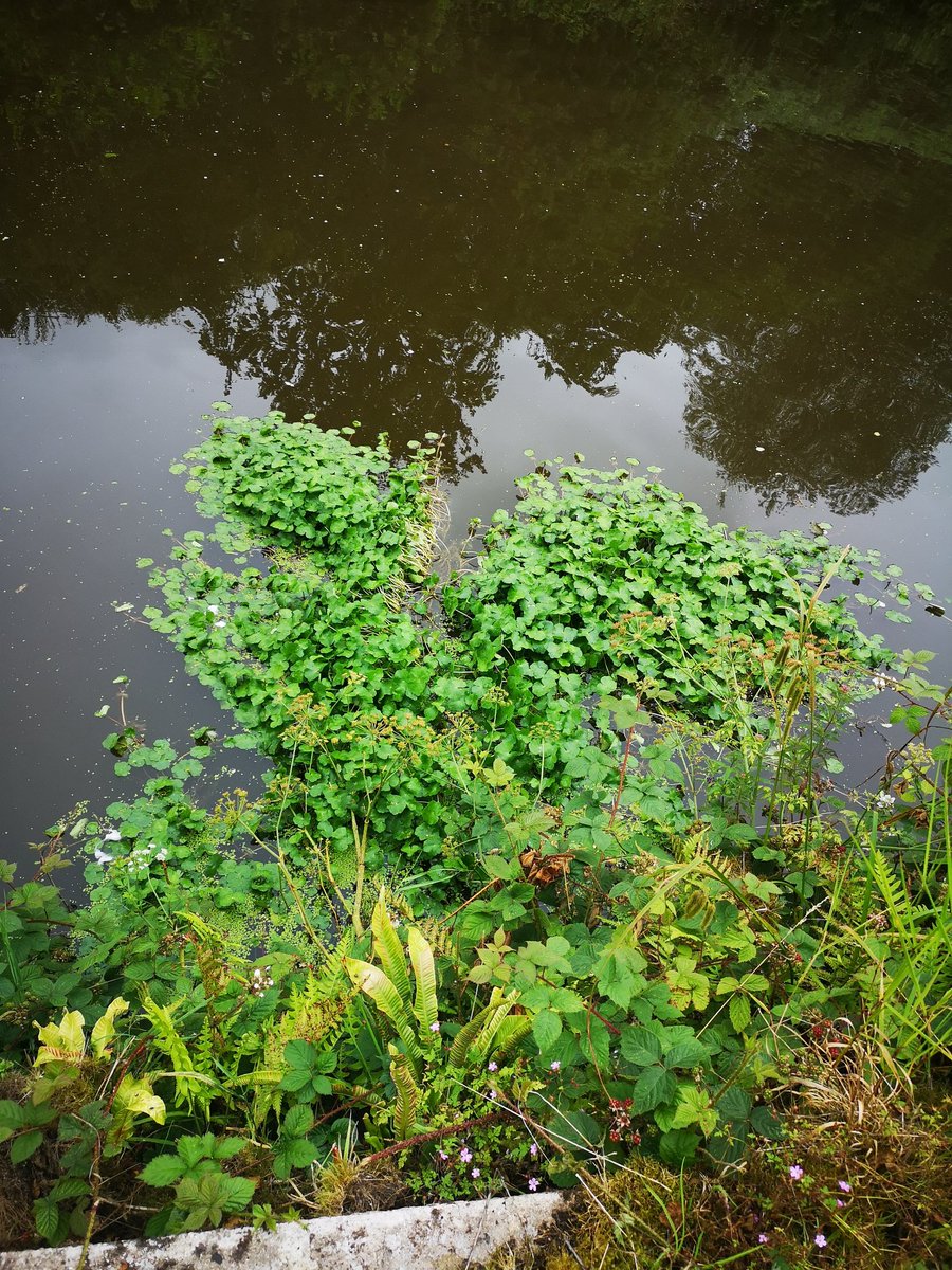 Wn3Ac's tweet photo. Leigh branch of Leeds Liverpool canal has just about every invasive species @CRTNorthWest
Between poolstock locks and moss Bridge.
I posted about the Balsam last year in the same place and now it's worse.... And it's still not getting mowed. https://t.co/FDanC7f72c