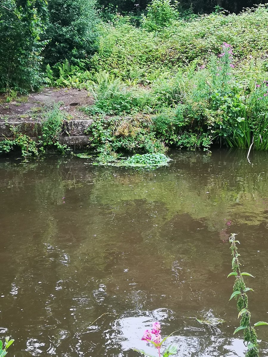 Wn3Ac's tweet photo. Leigh branch of Leeds Liverpool canal has just about every invasive species @CRTNorthWest
Between poolstock locks and moss Bridge.
I posted about the Balsam last year in the same place and now it's worse.... And it's still not getting mowed. https://t.co/FDanC7f72c