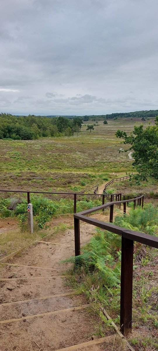 mycathardy's tweet image. View across Dersingham Bog at Wolferton, Norfolk #Bogs #Norfolk #Views