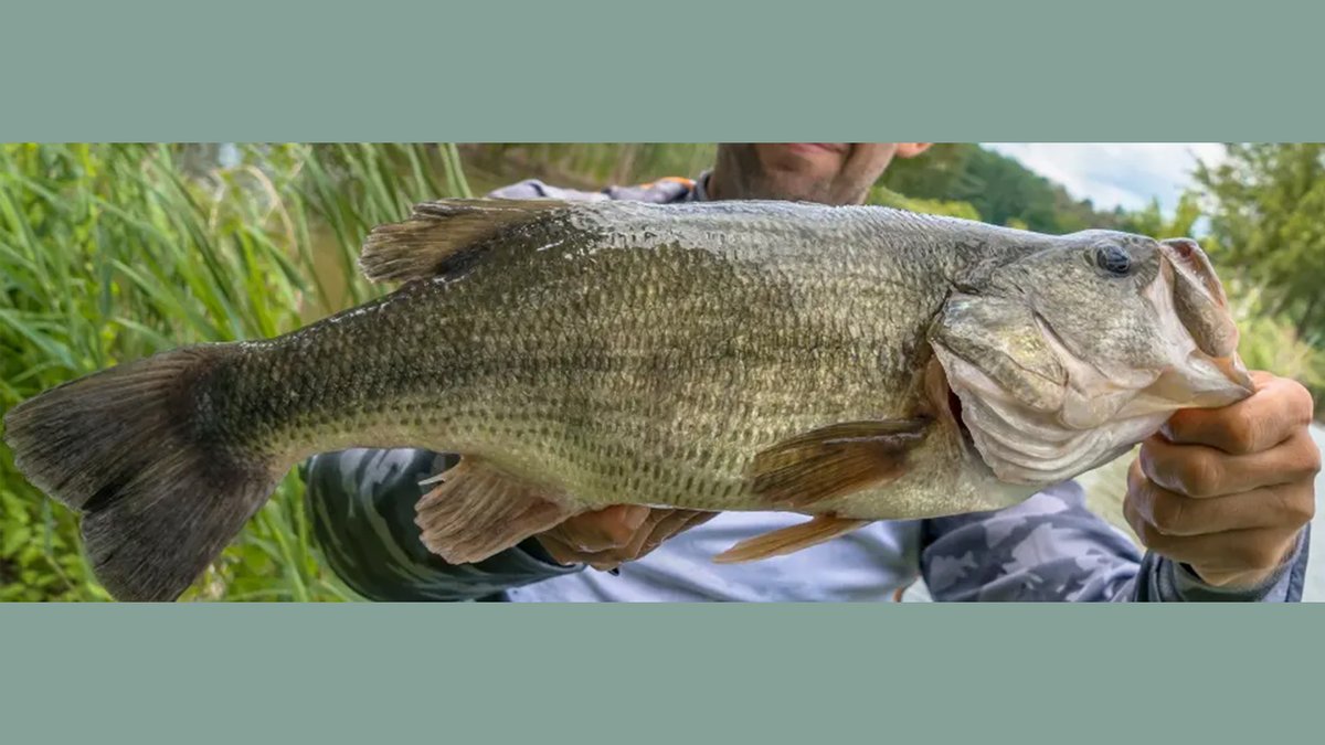 Saltwater on the Fly tweet media