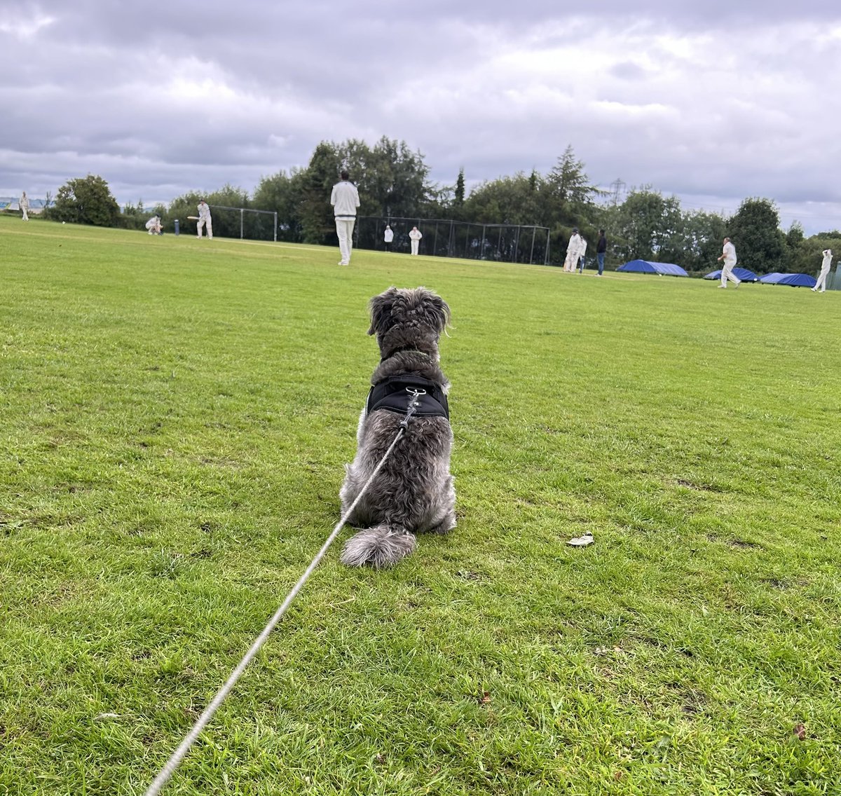 rodger389's tweet photo. @dogsatcricket Alfie enjoying the cricket at @OutlaneCC,Halifax https://t.co/4n0H9WgCF9