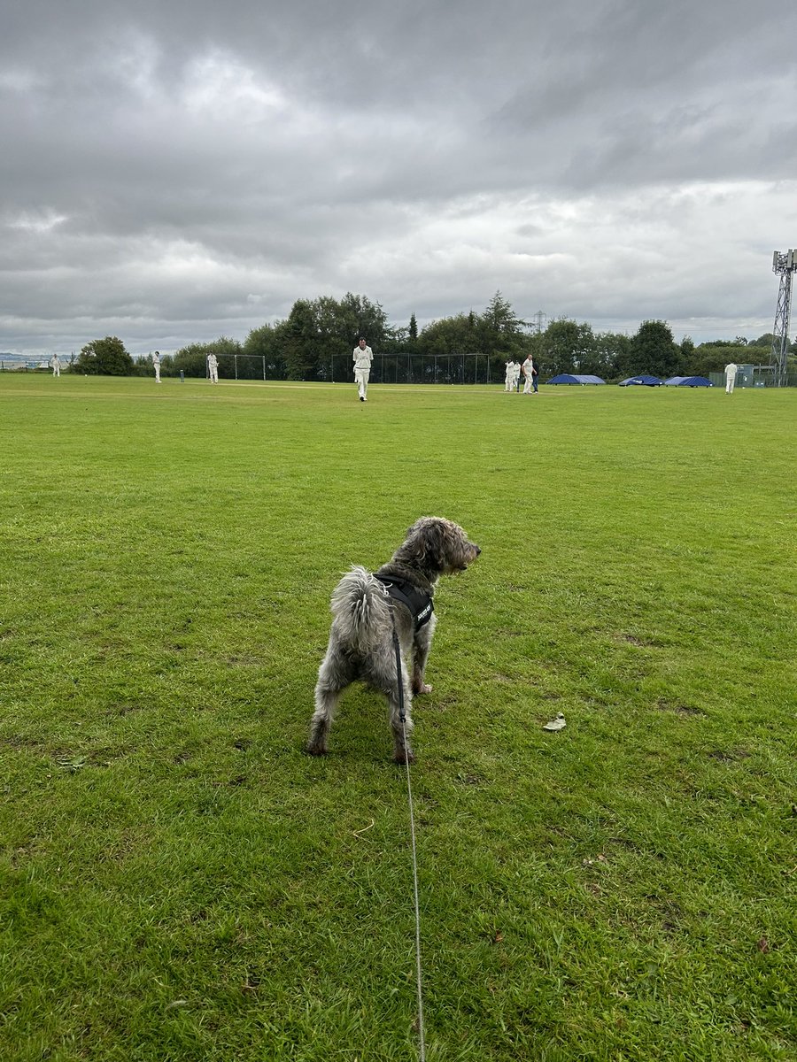 rodger389's tweet photo. @dogsatcricket Alfie enjoying the cricket at @OutlaneCC,Halifax https://t.co/4n0H9WgCF9