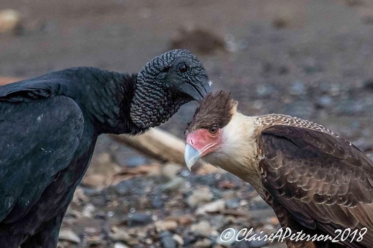 Crested Caracaras will regularly allopreen with Black and Turkey Vultures, a pretty rare behavior for two different species to engage in.
