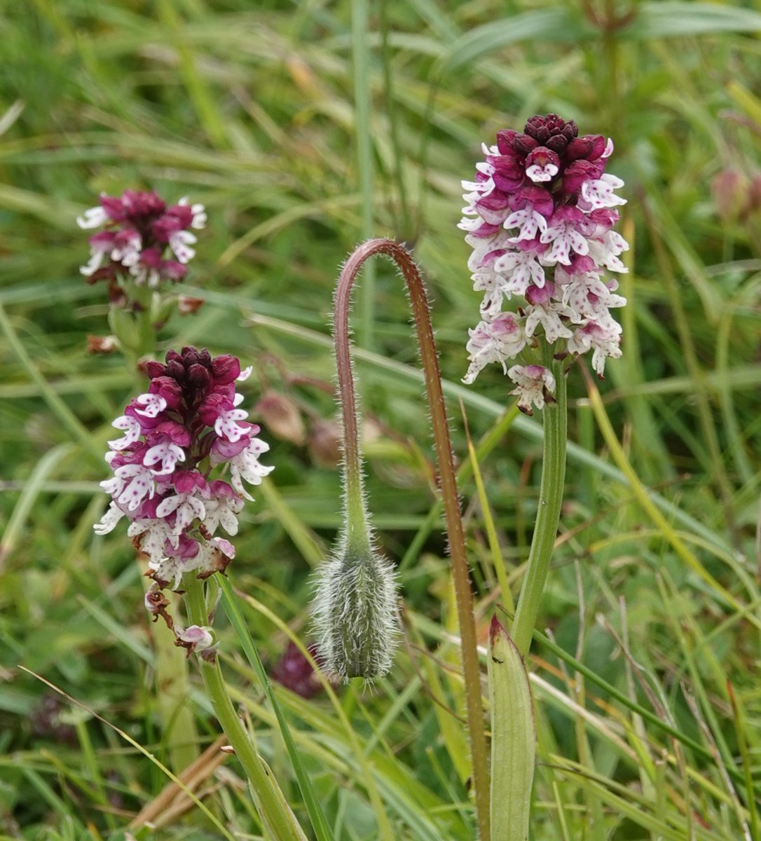 Martin Pitt tweet media