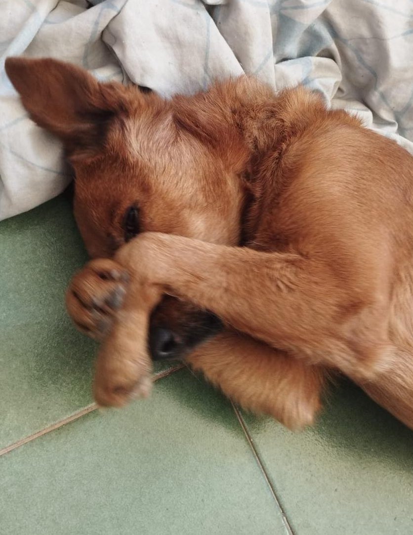 laurasoare's tweet photo. [GOIÂNIA]
Amigos, preciso de um lar urgente para esse menino! 😭🙏
Ele foi vítima de abandono e maus tratos nas ruas, e agora precisa de um lar seguro com muito amor e carinho. O lar temporário dele é so ate o fim dessa semana. Compartilhem pliss!
Porte pequeno/medio. Vacinado. https://t.co/BwIqMimRpT
