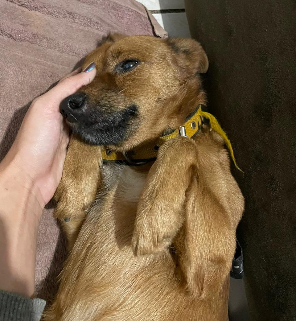 [GOIÂNIA]
Amigos, preciso de um lar urgente para esse menino! 😭🙏
Ele foi vítima de abandono e maus tratos nas ruas, e agora precisa de um lar seguro com muito amor e carinho. O lar temporário dele é so ate o fim dessa semana. Compartilhem pliss!
Porte pequeno/medio. Vacinado.