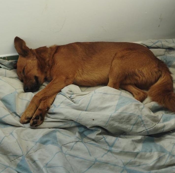 laurasoare's tweet photo. [GOIÂNIA]
Amigos, preciso de um lar urgente para esse menino! 😭🙏
Ele foi vítima de abandono e maus tratos nas ruas, e agora precisa de um lar seguro com muito amor e carinho. O lar temporário dele é so ate o fim dessa semana. Compartilhem pliss!
Porte pequeno/medio. Vacinado. https://t.co/BwIqMimRpT