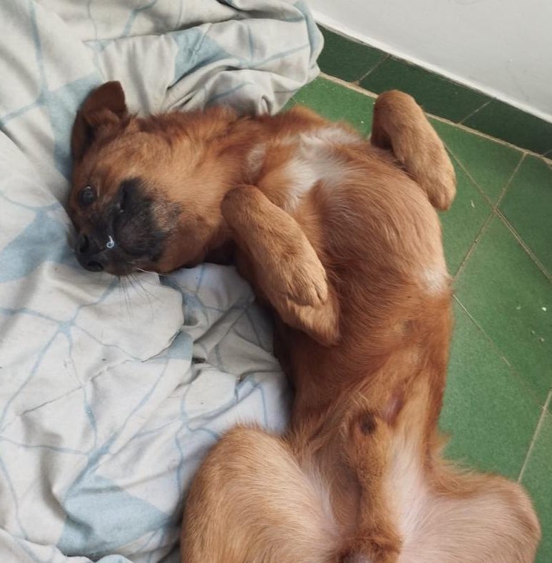 laurasoare's tweet photo. [GOIÂNIA]
Amigos, preciso de um lar urgente para esse menino! 😭🙏
Ele foi vítima de abandono e maus tratos nas ruas, e agora precisa de um lar seguro com muito amor e carinho. O lar temporário dele é so ate o fim dessa semana. Compartilhem pliss!
Porte pequeno/medio. Vacinado. https://t.co/BwIqMimRpT
