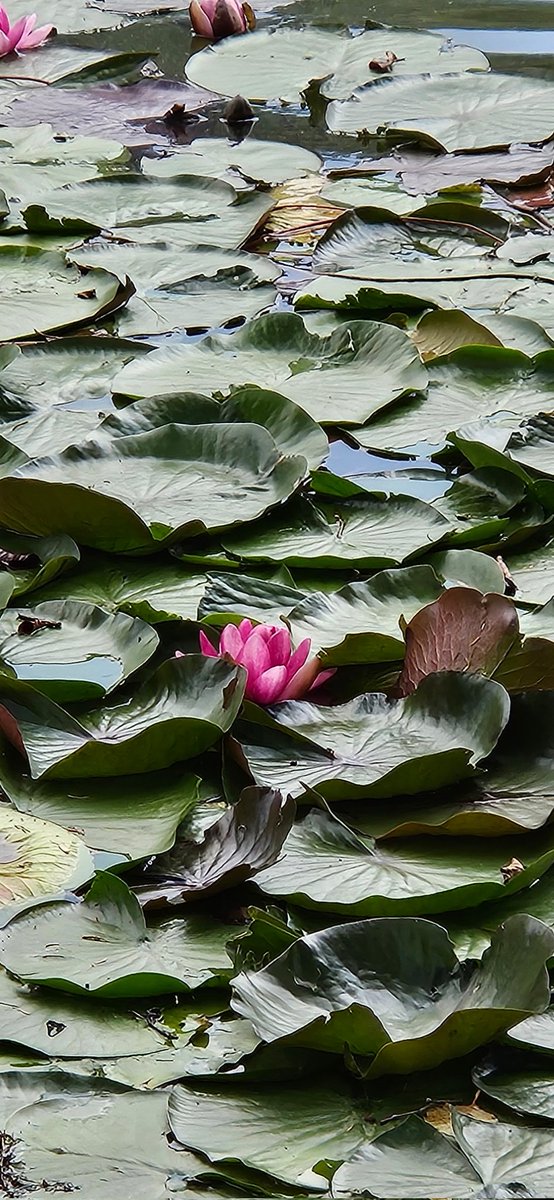 Boludayım fonda hatalarına bir nilüfer sevgisizligine bir kalp verdim çalıyor..