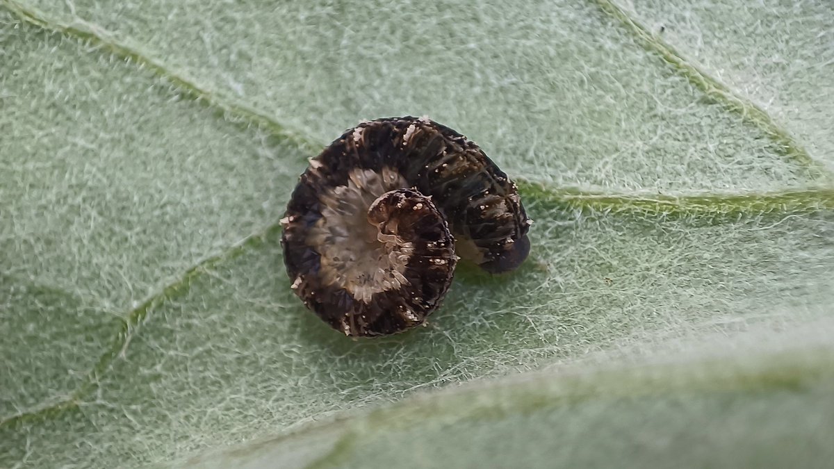 niinakiljunen's tweet photo. The summer trip 2024 of #FinnishExpertGrouponHymenoptera to Ilomantsi resulted as a new #sawfly #species to Finland: Andrew Liston hand-collected adult specimen of #Tenthredo bipunctula Klug, 1815. Later, we found numerous larvae (photo).

#suomenpistiäistyöryhmä #Symphyta https://t.co/zURji0eaTy
