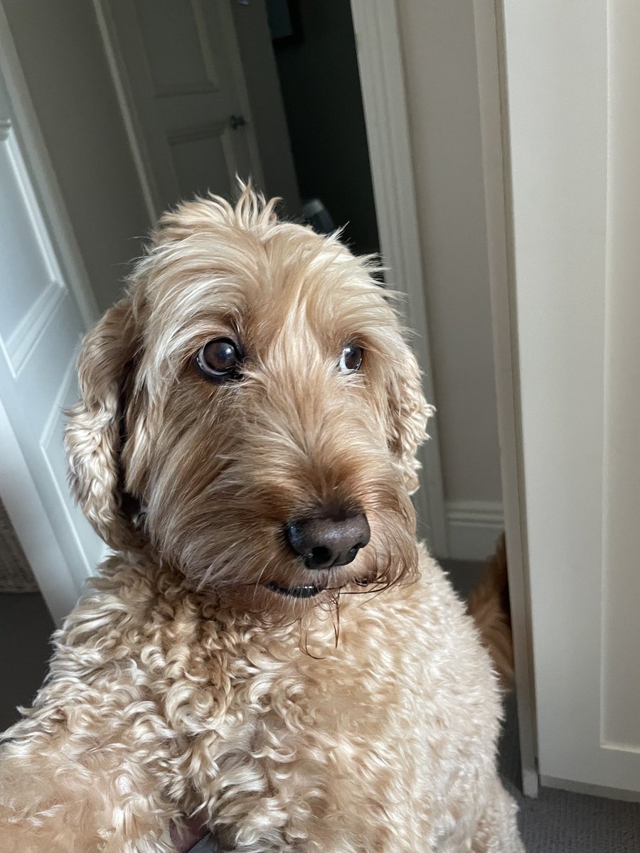 Dog took fright on Killiney beach an hour ago and has ran off. Cockapoo chipped and phone number on her collar. If seen please call me 086 3852362