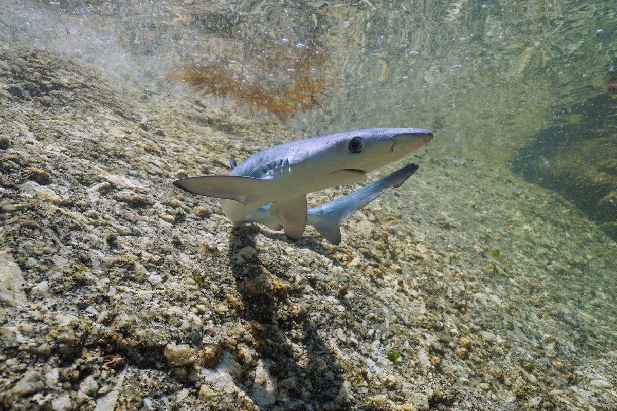 I feel like we could all collectively enjoy a baby blue shark.