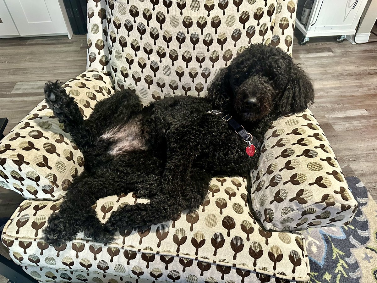 Just a comfy Sunday over here, pals. May your Sunday be filled with snoozles, treatos, and scritches so your week can be filled with shenanigans. - Quint #twinsiesontwitter
 #HappySunday