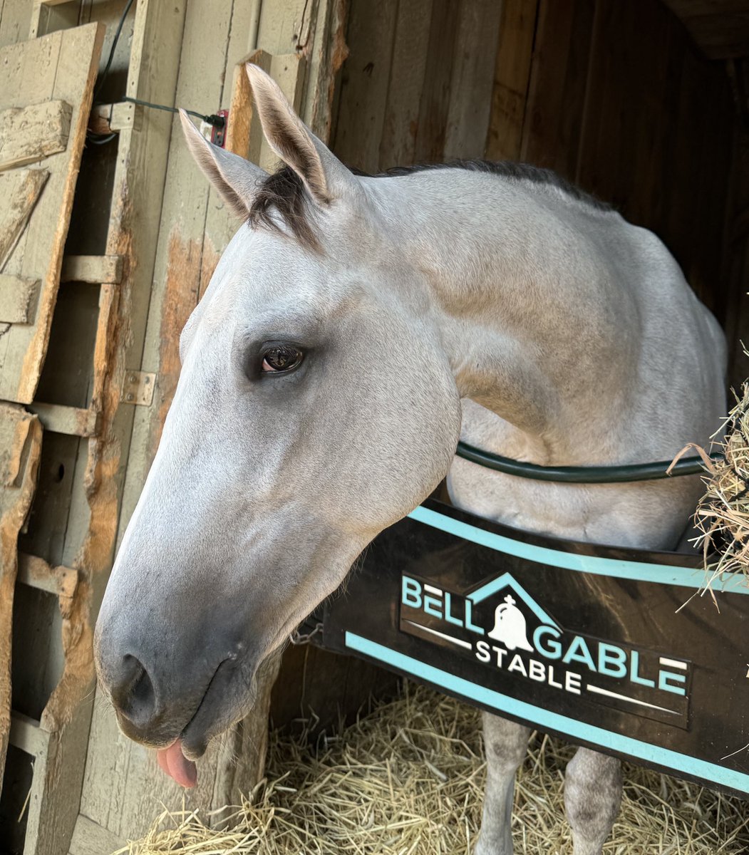 MKane49's tweet photo. Lee Pokoik’s good-looking homebred 2yo maiden gelding Dew (Frosted) trained by  @GaryContessa is entered in the first race Friday at Saratoga. ⁦@theTDN⁩ https://t.co/VKNoYuPZHd