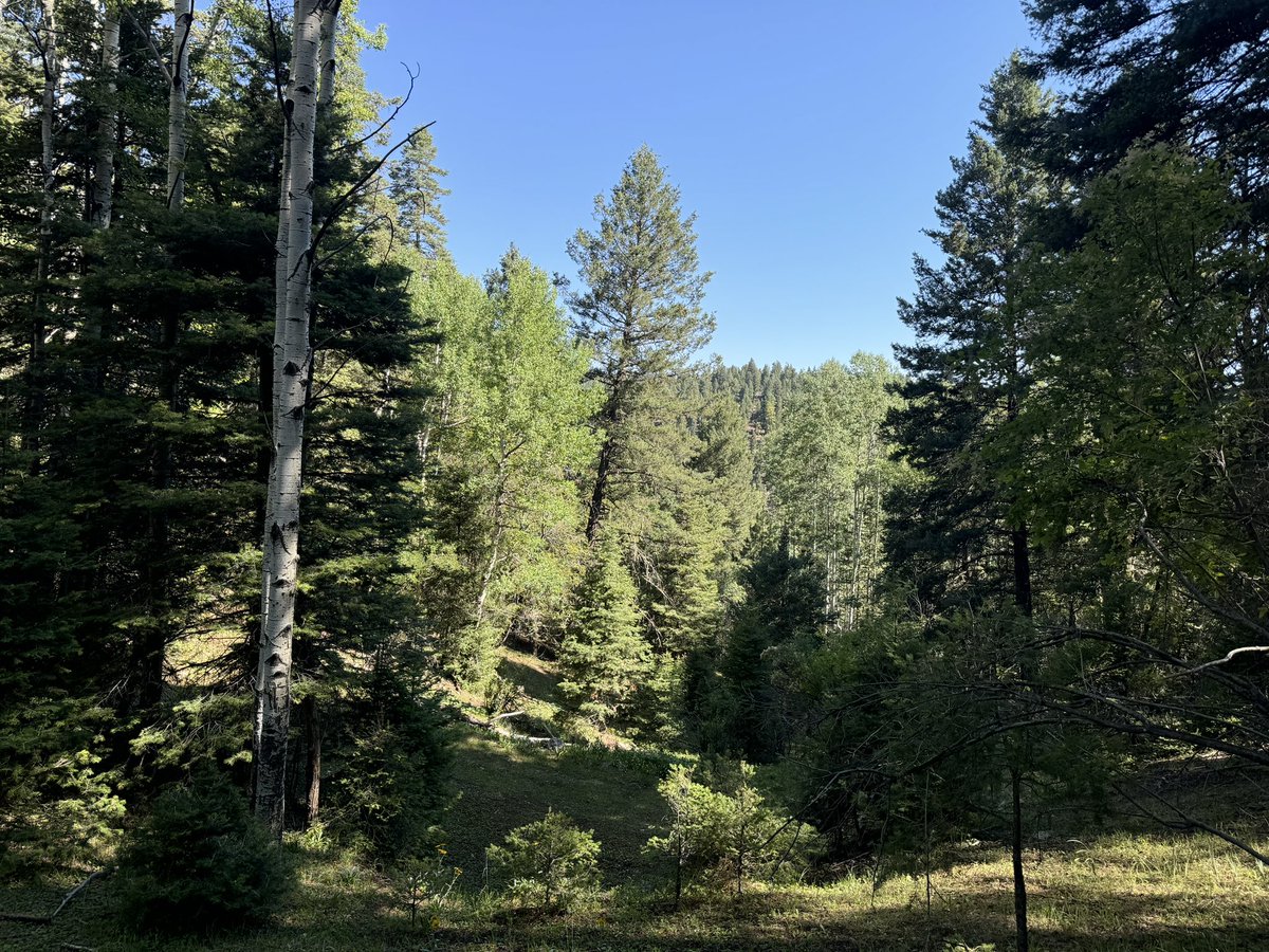MX_Prof's tweet photo. Countdown to BOY 2024/2025
#Relaxation #NatureRocks #Cloudcroft https://t.co/q5oPeOUV9W