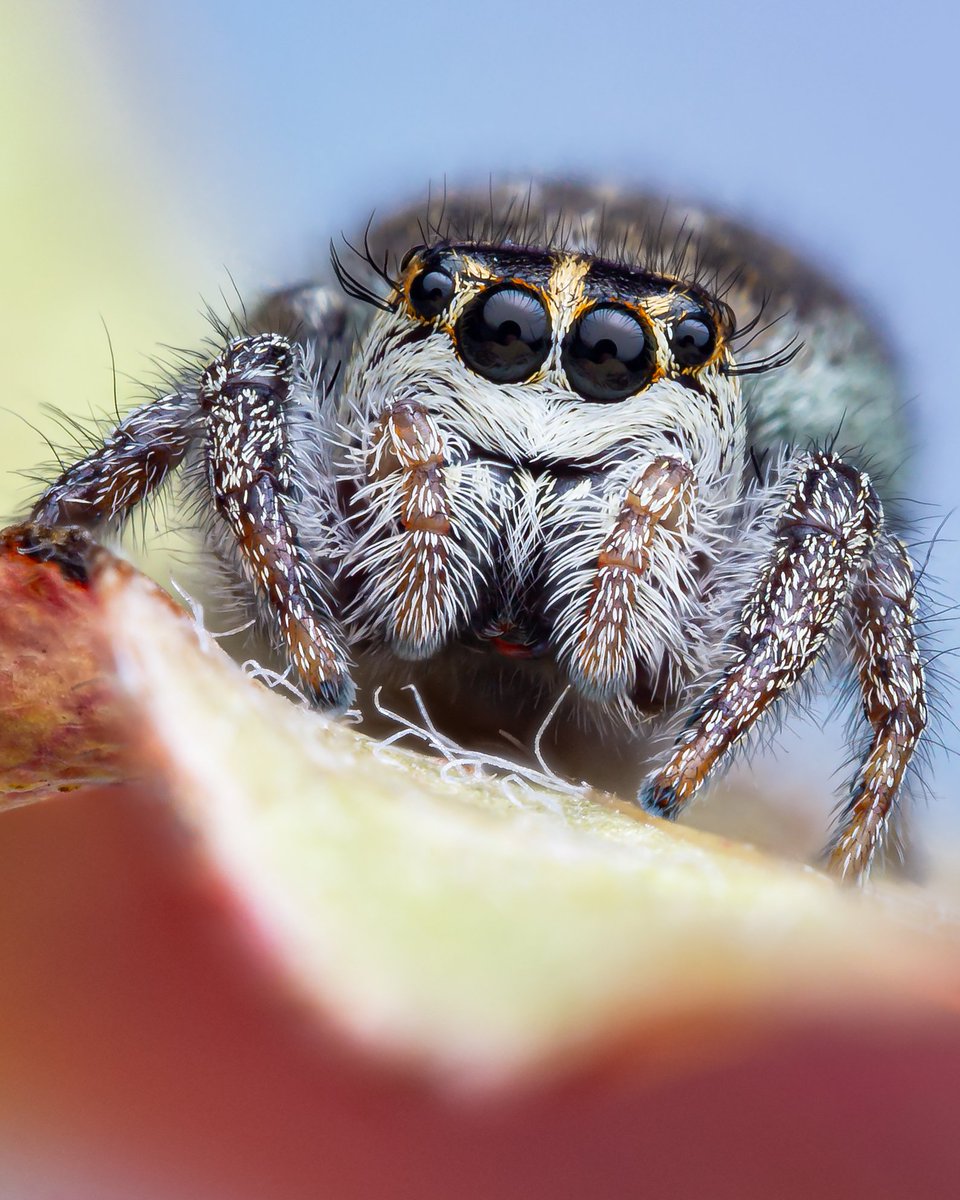 One of the best finds from a recent macro tour to the Cotswolds; an adult female Pine Jumping Spider (Macaroeris nidicolens) 😍 Absolutely gorgeous! First recorded in the UK back in 2002.

<a href="/BritishSpiders/">BAS</a> <a href="/gloswildlife/">@Gloucestershire Wildlife Trust</a> <a href="/BBCEarth/">BBC Earth</a> #jumpingspider #macro #wildlife #nature #spiders