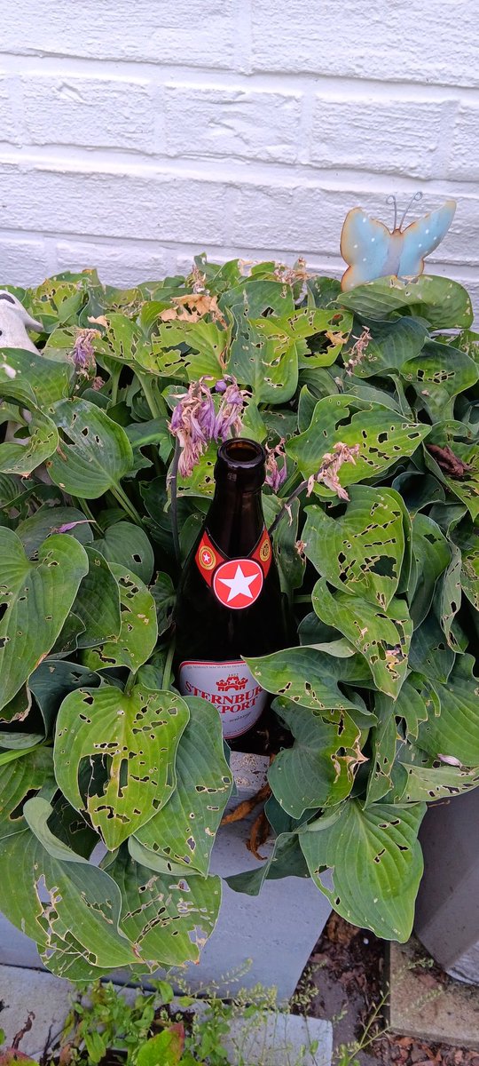 Sascha1982wtal's tweet photo. #Bierernte #Fump #Sterni https://t.co/mso6my0wxI
