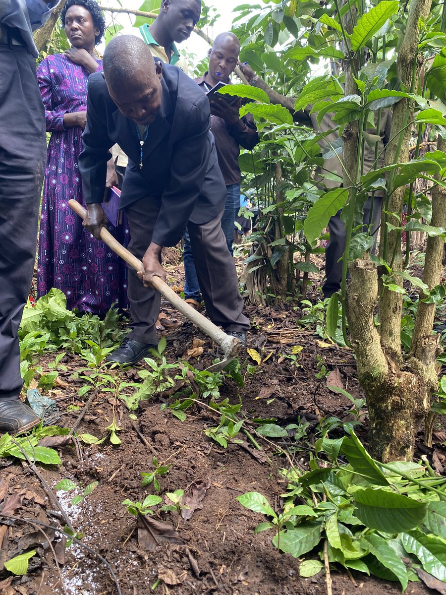 CoffeeDicana's tweet photo. Improving coffee farm productivity in Luwero through GAP trainings
#bakyabumbafarmerscoop
#dicanacoffee https://t.co/lgY3zRWADS