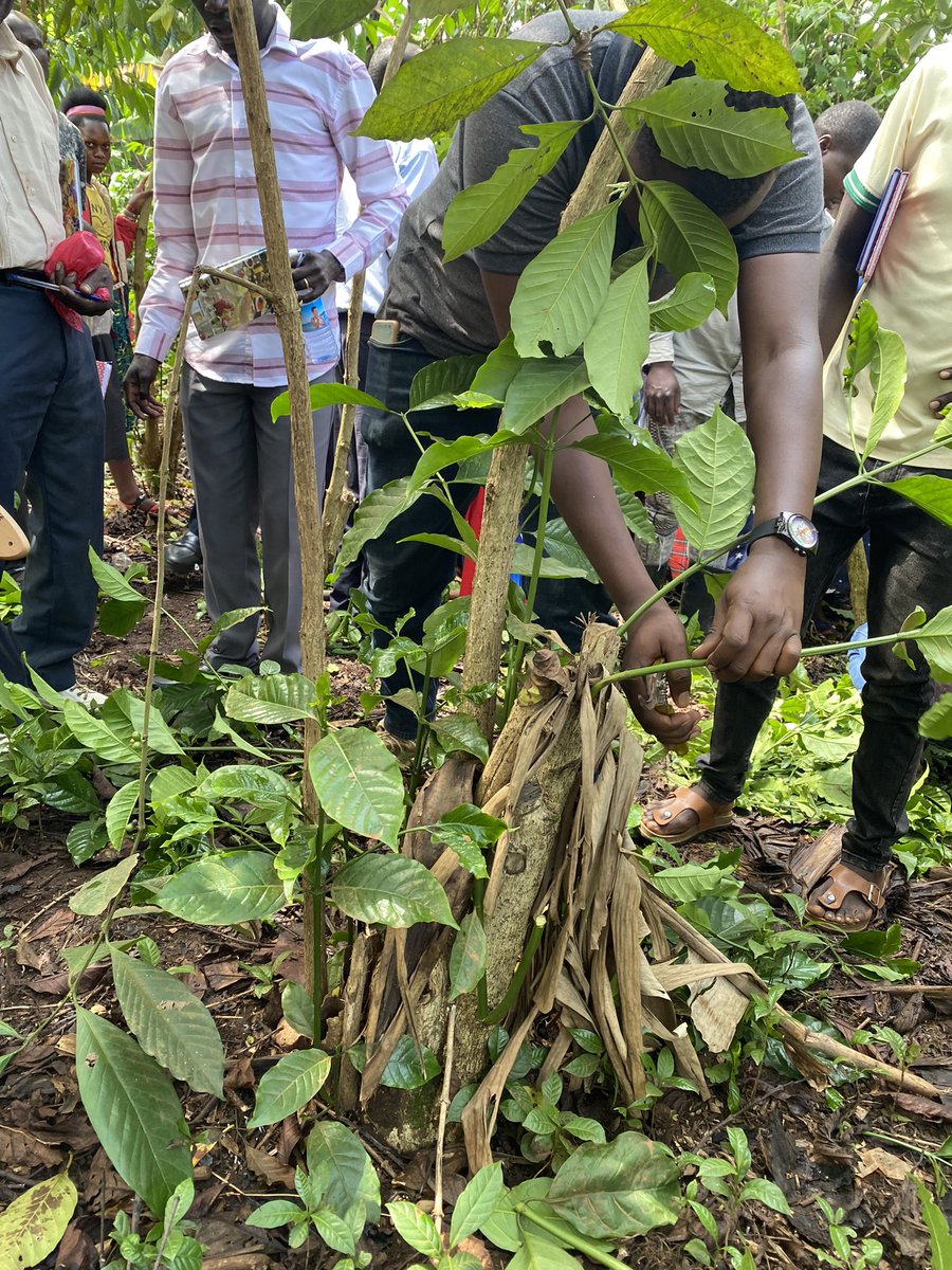 CoffeeDicana's tweet photo. Improving coffee farm productivity in Luwero through GAP trainings
#bakyabumbafarmerscoop
#dicanacoffee https://t.co/lgY3zRWADS