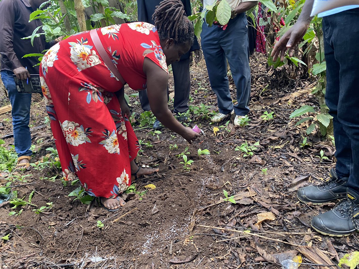CoffeeDicana's tweet photo. Improving coffee farm productivity in Luwero through GAP trainings
#bakyabumbafarmerscoop
#dicanacoffee https://t.co/lgY3zRWADS