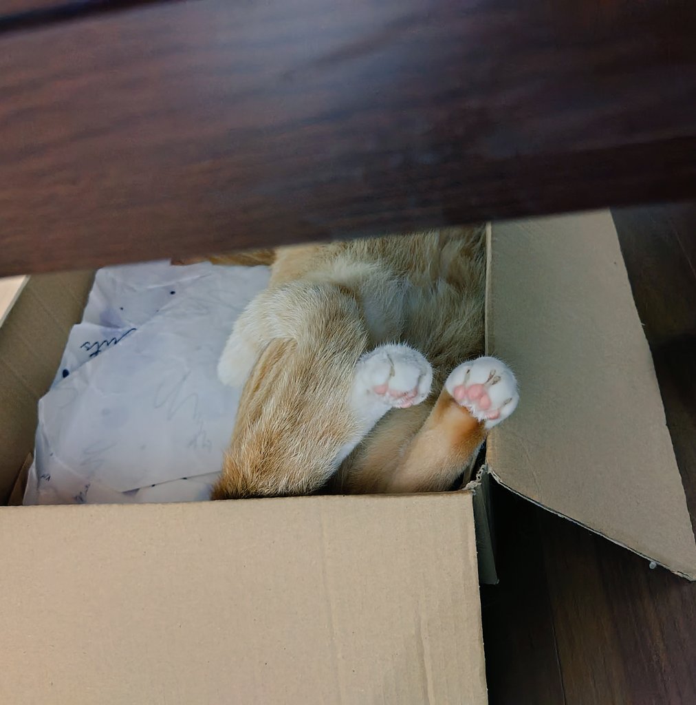 テーブルの下の箱覗いたらこれが見えるの良すぎる