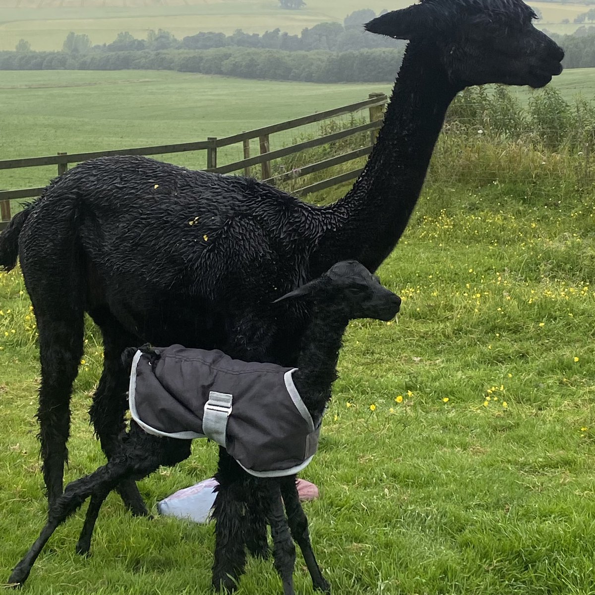 BingfieldAlpac1's tweet image. And that’s a wrapp the last cria of 2024 and a girl for sapphire so meet …..Phoenix 🖤#thatsawrap #Pheonix #love #happy #Northumberland