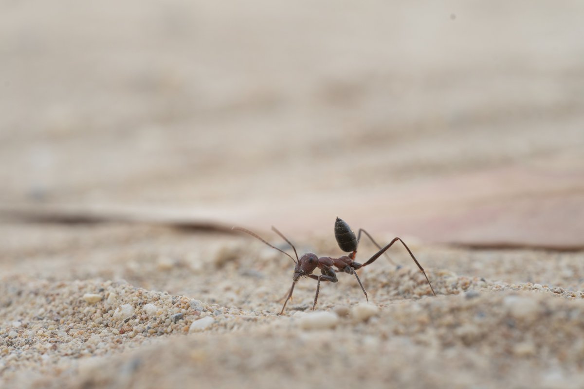 formicoid97's tweet photo. Cataglyphis nodus found on Corfu, Greece! They can travel hundreds of meters from their nest to find food and return with pinpoint accuracy using sophisticated navigation systems based on the sun's position, visual landmarks, path integration, and even the Earth's magnetic field. https://t.co/naSls3oGZY