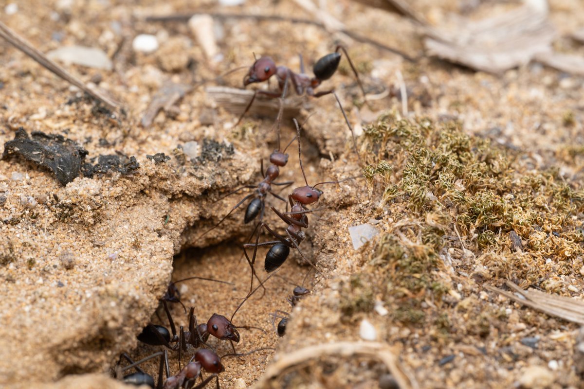 formicoid97's tweet photo. Cataglyphis nodus found on Corfu, Greece! They can travel hundreds of meters from their nest to find food and return with pinpoint accuracy using sophisticated navigation systems based on the sun's position, visual landmarks, path integration, and even the Earth's magnetic field. https://t.co/naSls3oGZY