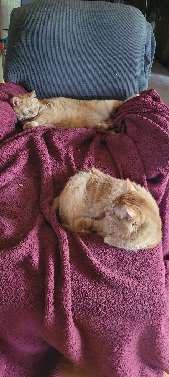 kimmies_kitties's tweet image. More comfy...with a napping buddy.
#ButterBean #Peanut