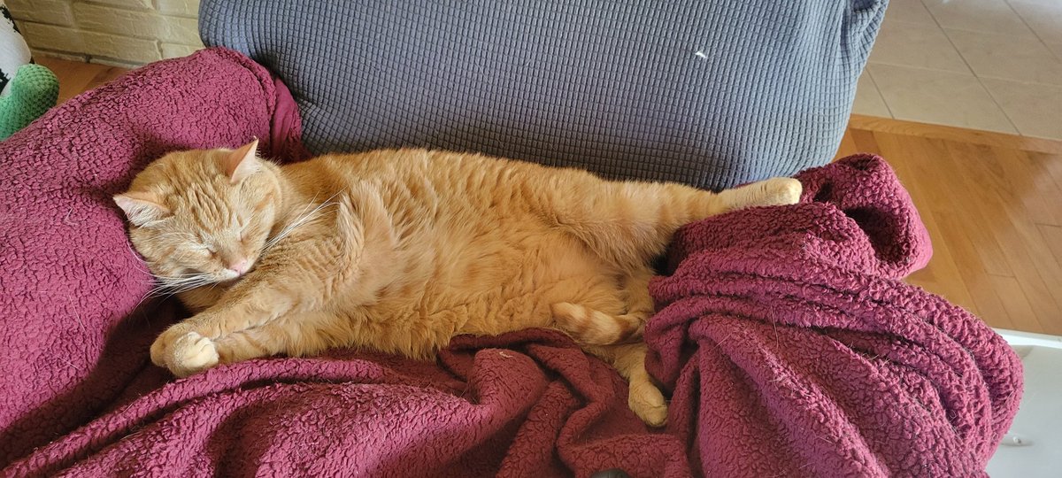 kimmies_kitties's tweet image. More comfy...with a napping buddy.
#ButterBean #Peanut